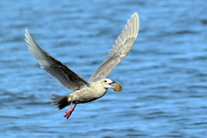 Glaucous-winged Gull